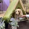 High Paw Dog Daycare gift card