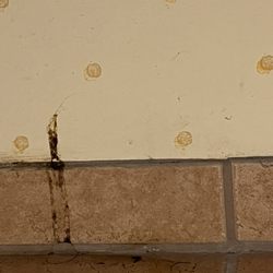 Buffalo Bill's Resort and Casino - Poo? We stayed in a pet friendly room, so I'm guessing someone's pup went under the bathroom sink and used the wall :)