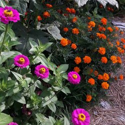 Texas Edible Landscapes - Okra growing among zinnia and marigold