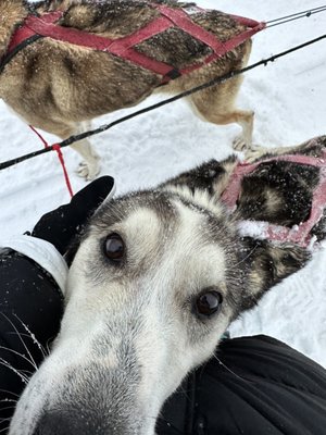 Jackson Hole Iditarod Sled Dog Tours by null