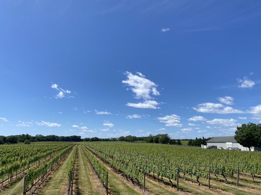 Bedell Cellars by null