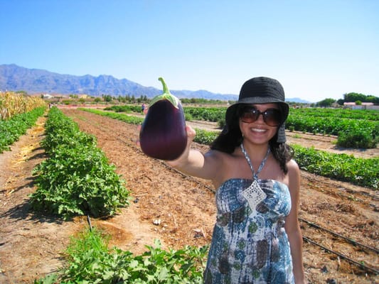 Gilcrease Orchard by null