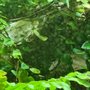 Gondwanaland