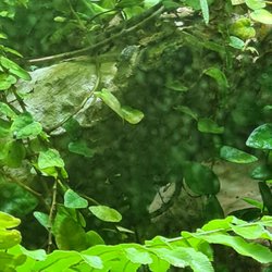 Gondwanaland