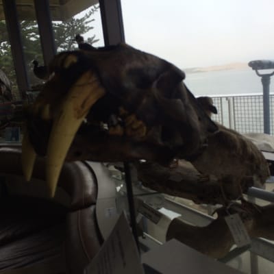 Museum of Natural History by null