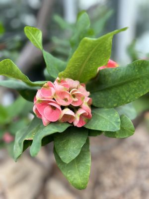 Volunteer Park Conservatory by null