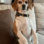 Photo of Southeast Veterinary Neurology