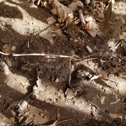 Harding Nursery - All of my trees have metal showing