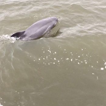 Dolphin Magic Tours - Tours Near Me - Savannah, Georgia