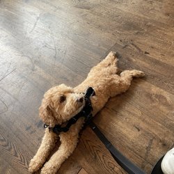 ECHT Alkmaar - Dog-friendly! I think dogs are typically only allowed outside, but they let us in while it was raining.