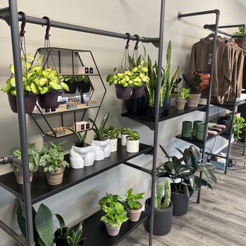 Orbit Vape x K.O. Goodies - Plants - Vape Shops Near Me - Phoenix, Arizona