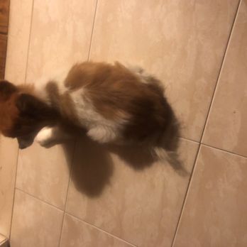 Alpha Veterinary Care - Baba after two weeks of prednisone given by Harleysville vet I had to put her down and she was healthy prior to HarleysvilleBreaks my heart - Veterinarians Near Me - Phillipsburg, New Jersey
