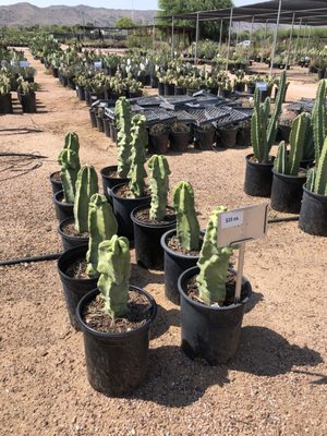 Phoenix Desert Nursery 3525 E Southern Ave Az Cacti Mapquest Phoenix Desert Nursery 3525 E Southern