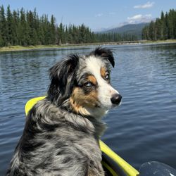 Central Bark Grooming & Dog Wash