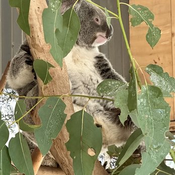 Anderson's Tours - Blue Mountains Day Tour - Koala at Sydney Zoo - Landmarks & Historical Buildings Near Me