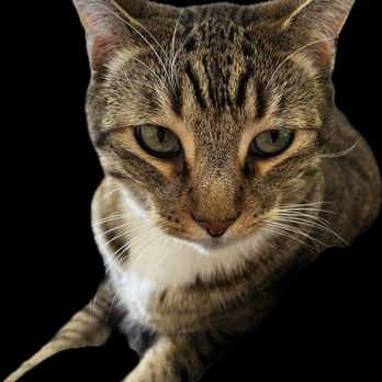 Sycamore Veterinary Hospital - Erik, my sweet baby boy! - Veterinarians Near Me - Simi Valley, California Sycamore Veterinary Hospital - Erik, my sweet baby boy! - Veterinarians Near Me - Simi Valley, California