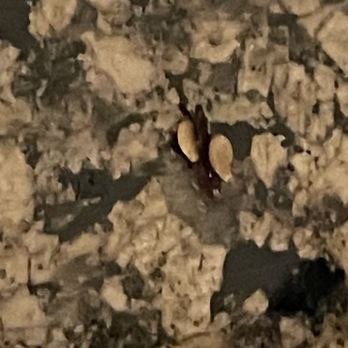 Hilton Garden Inn Devens Common - Bugs - Hotels Near Me - Devens, Massachusetts