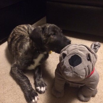 Olympic Dogs - LOVES chew toys. - Pet Breeders Near Me