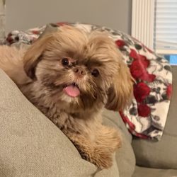 Heart Dog Grooming - My little Hazel Bo Peep