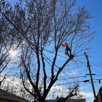 Hernandez Tree Service - Cutting down tree to 1st floor height - Tree Services Near Me - Castro Valley, California
