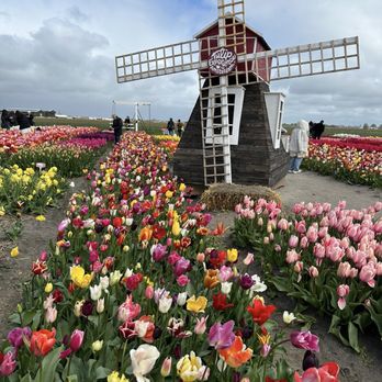 The Tulip Experience - Cafes Near Me - Noordwijkerhout, ZH