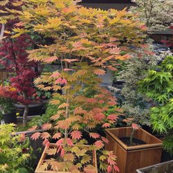 Yang's Nursery & Landscaping