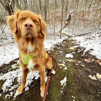 Biota Pet Care - Dog walking on a trail - Dog Walkers Near Me Biota Pet Care - Dog walking on a trail - Dog Walkers Near Me