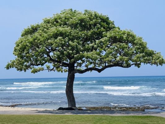 Beach Tree Restaurant & Bar by null