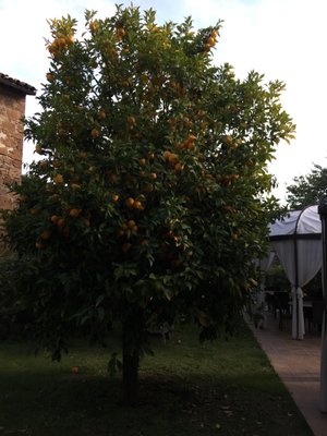 I Sette Consoli by null