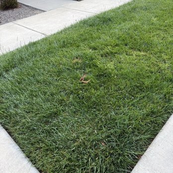 The Mason - Dog feces everywhere. No porter to upkeep the poorly trained residents. - Apartments Near Me - Pleasanton, California