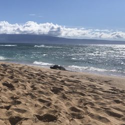 Lokelani Condominiums - Turtles come up on shore to sun themselves and nap. Please do not disturb or feed them.