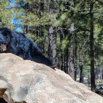Bearizona - Zoos Near Me - Williams, Arizona