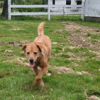 Puppy Love - Off to an adventure - Pet Boarding Near Me Puppy Love - Off to an adventure - Pet Boarding Near Me