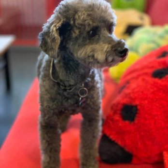 Lochinvar Pet Motel - Pet Sitting Near Me - Lochinvar, NSW Lochinvar Pet Motel - Pet Sitting Near Me - Lochinvar, NSW