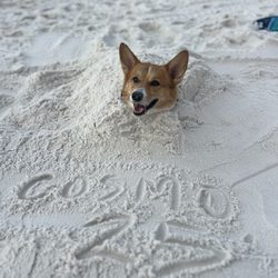 Pensacola Dog Beach