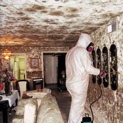Servicemaster By Reed - Mold Removal Cleanup and Rebuild