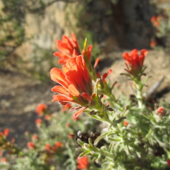 Mount Diablo State Park - Indian Paintbrush - Parks Near Me - Clayton, California Mount Diablo State Park - Indian Paintbrush - Parks Near Me - Clayton, California