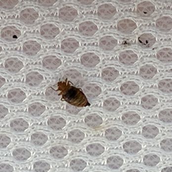Lavellan Pest Solutions - Male bedbug - Pest Control Near Me - Calgary, Alberta