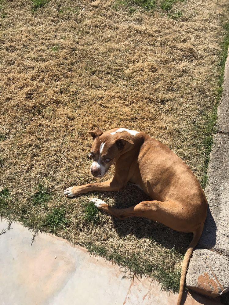 CROSSROADS VETERINARY HOSPITAL 10 Photos & 60 Reviews 3871 S Gilbert Rd, Gilbert, AZ Yelp