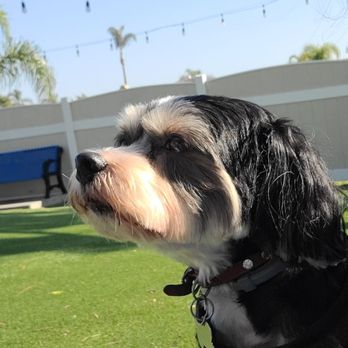 Little Rascals Pet Care - Dog Walkers Near Me - Long Beach, California