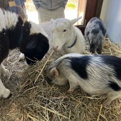 Pony Ranch Parties - Such sweet and calm animals