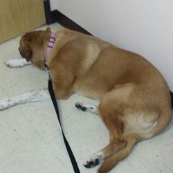 vca mather field road