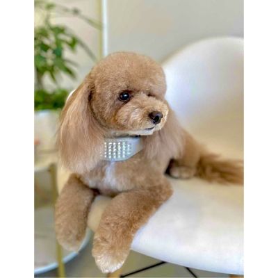 Dogue Spa - The Coolest Dog Grooming Salon by null