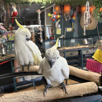 Birds N Paradise - Cockatoo - Bird Shops Near Me - Menifee, California