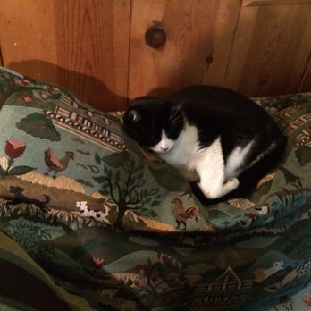 Orr Hot Springs Resort - Don't forget to say hi to elvis the cat! - Hotels Near Me - Ukiah, California Orr Hot Springs Resort - Don't forget to say hi to elvis the cat! - Hotels Near Me - Ukiah, California