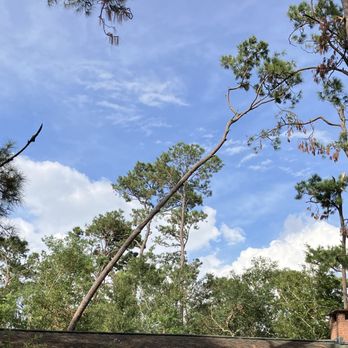 Olives Tree Service - I don't understand why this tree was left standing... - Tree Services Near Me Olives Tree Service - I don't understand why this tree was left standing... - Tree Services Near Me