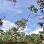 Photo of Olives Tree Service