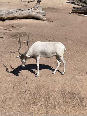 Abilene Zoo by null