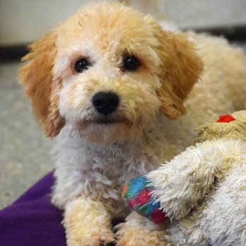 Siess Ranch - Calvin is such a fun puppy. - Pet Breeders Near Me - Seneca, Kansas Siess Ranch - Calvin is such a fun puppy. - Pet Breeders Near Me - Seneca, Kansas