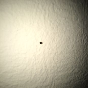 Smart Stay Hostel - Just one of the many bed bugs! - Hostels Near Me - Munich, BY